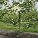 Cornus kousa 'Venus' - 5