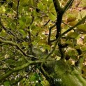 Fagus sylvatica 'Atropunicea' - 1