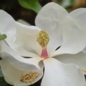 Magnolia grandiflora 'Galissoniere' - Foto 1