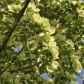 Cornus kousa 'Venus' - 3