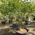 Hamamelis mollis 'Arnold Promise' - Foto 3