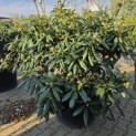 Rhododendron 'Cunningham's White' - 1