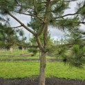 Pinus nigra 'Nigra' - 5