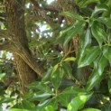 Pieris japonica - Foto 4