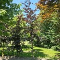 Fagus sylvatica 'Riversii' - 4