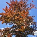 Fagus sylvatica 'Atropunicea' - Foto 4