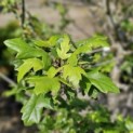 Malus Trilobata - 4