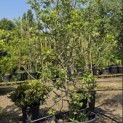 Malus Trilobata - 2