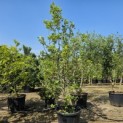 Malus Trilobata - 3