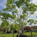 Heptacodium miconioides - Foto 1