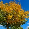 Carpinus betulus 531 kroon okt 2022