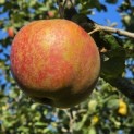 Malus domestica 'Rode Boskoop' - Foto 1