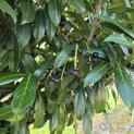 Prunus laur. Caucasica - 4