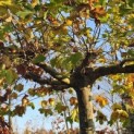 Platanus hispanica - 1