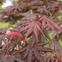 Acer palmatum 'Trompenburg' - Foto 1