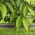 Zelkova serrata - 4