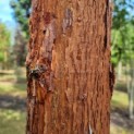 Acer griseum x nikoense - Foto 5