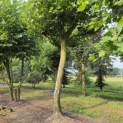 Platanus x hispanica - Foto 1
