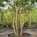 Parrotia persica - 1