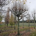 Tilia x europaea - Foto 1
