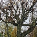 Tilia x europaea - Foto 2