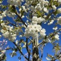 Prunus serrulata 'Shirotae' - Foto 5