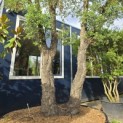 Quercus Suber - 3