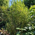 Amelanchier alnifolia 'Obelisk' - september 2024