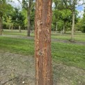 Acer griseum x nikoense - Foto 1