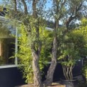 Quercus Suber - 7