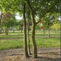 Carpinus betulus - Foto 5