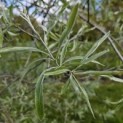Pyrus salicifolia 'Pendula' - 1