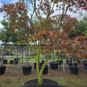 Acer palmatum Masu-kagami - 1