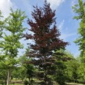 Fagus sylvatica 'Atropunicea' - 1