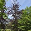 Fagus sylvatica 'Atropunicea' - Foto 4