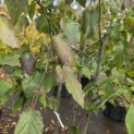 Davidia involucrata 'Sonoma' - 3