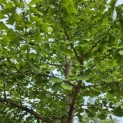 Ginkgo biloba - 2