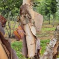 Betula nigra - 2