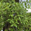 Quercus Suber - 2