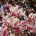 Magnolia 'Soulangeana' - Foto 2