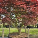 Acer palmatum 'Sumi-Nagashi' - 4