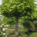 Tilia americana 'Nova' - 3