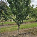 Parrotia persica 'Vanessa' - Foto 2