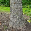 Liquidambar styraciflua - amberboom stam
