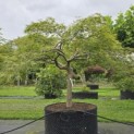 Acer palmatum 'Dissectum' - 1