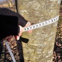 Fagus sylvatica 'Atropunicea' - Foto 1