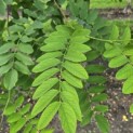 Robinia margaretta 'Casque Rouge' - Foto 4