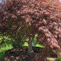 Acer palmatum 'Garnet' - 6
