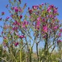 Magnolia 'Susan' - 3