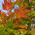 Acer palmatum 'Tsumabeni' - 2